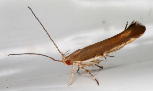 Glaphyristis marmarea