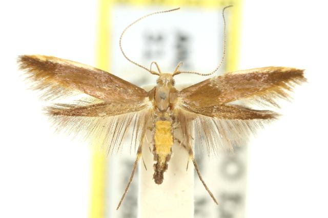 Glaphyristis marmarea