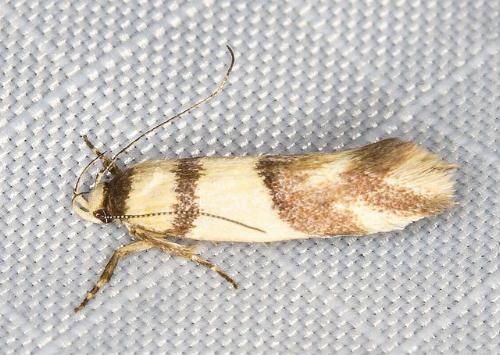 Macrobathra mesopora