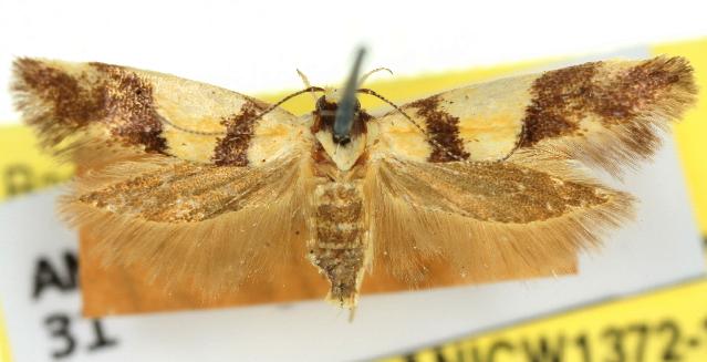 Macrobathra mesopora