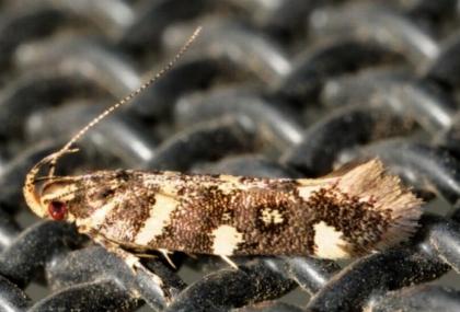 Macrobathra myriophthalma