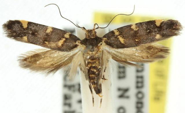 Macrobathra myriophthalma