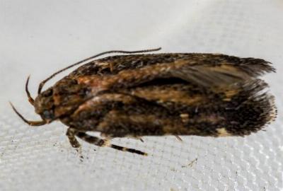 Macrobathra nephelomorpha