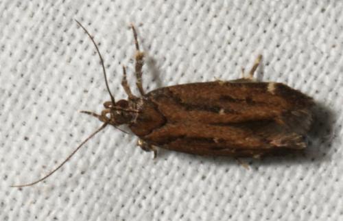 Macrobathra nephelomorpha