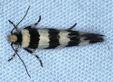 Macrobathra platychroa