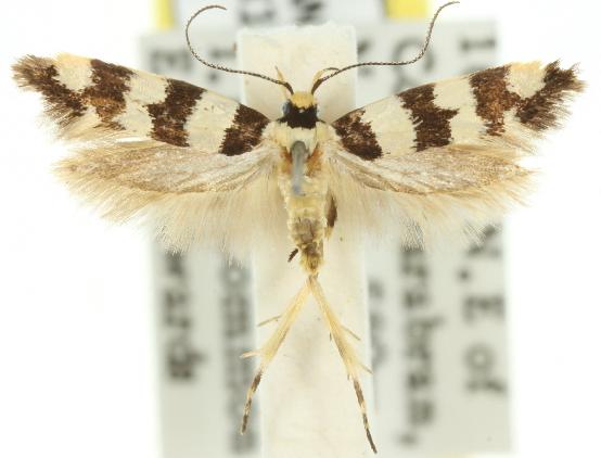 Macrobathra platychroa