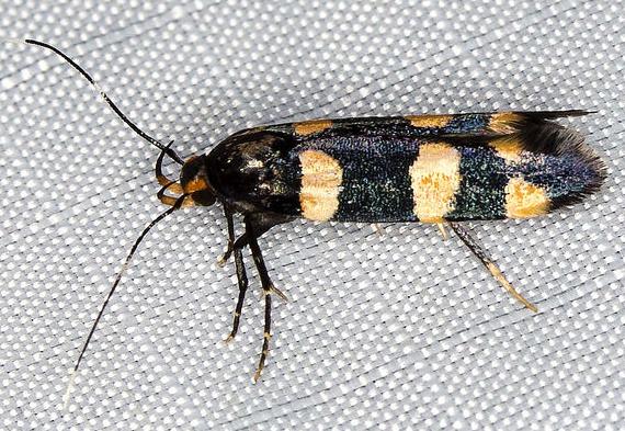 Limnaecia polycydista