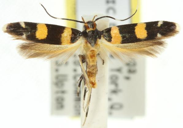 Limnaecia polycydista