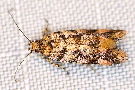 Macrobathra rubicundella