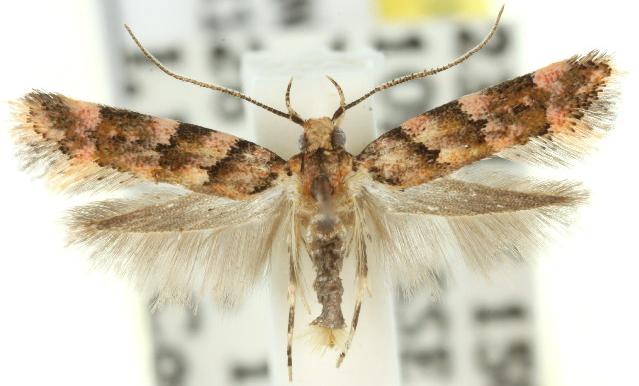 Macrobathra rubicundella