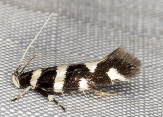 Macrobathra sarcoleuca