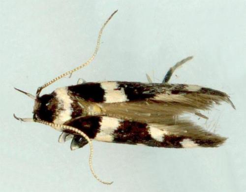 Macrobathra sarcoleuca