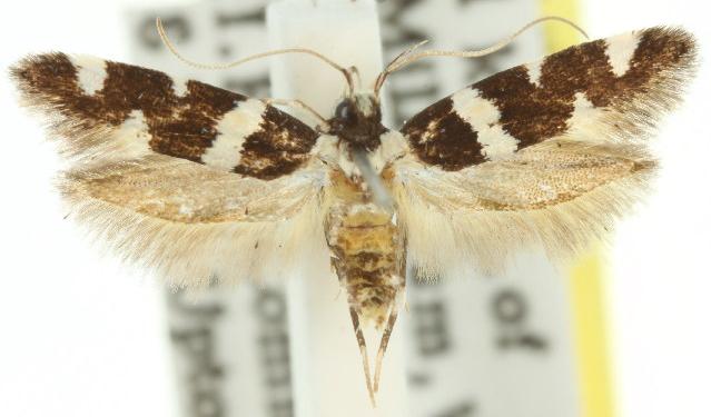 Macrobathra sarcoleuca