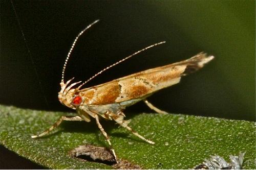 Pyroderces terminella