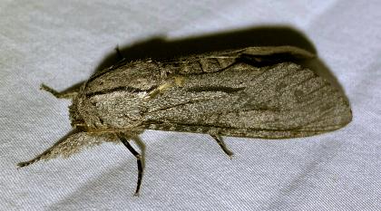 Endoxyla acontucha