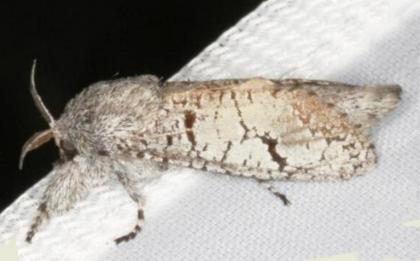 Sympycnodes arachnophora