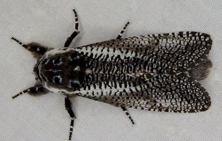 Endoxyla bipustulatus