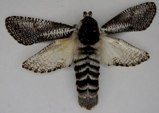 Endoxyla bipustulatus