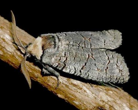 Zyganisus caliginosus