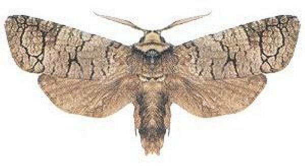 Zyganisus caliginosus