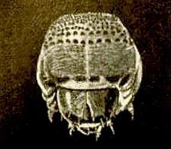 Endoxyla cinereus