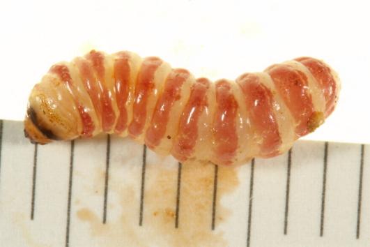 Endoxyla cinereus