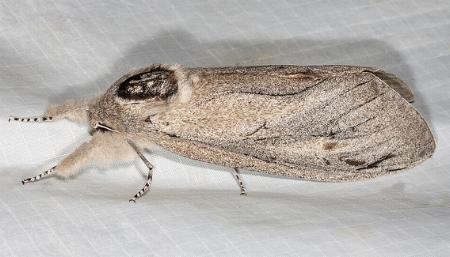 Endoxyla cinereus