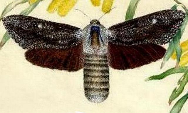 Endoxyla cinereus