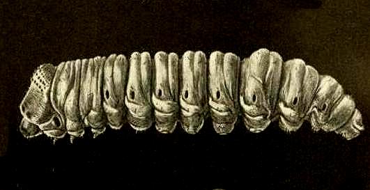 Endoxyla cinereus