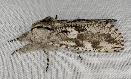 Endoxyla coscinophanes