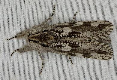 Endoxyla coscinophanes