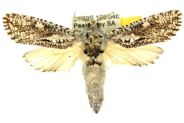 Endoxyla coscinophanes