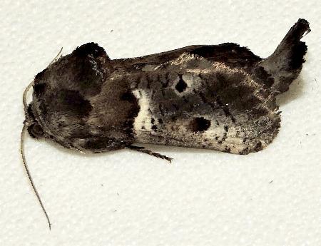 Brevicyttara cyclospila