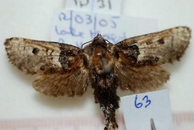 Brevicyttara cyclospila