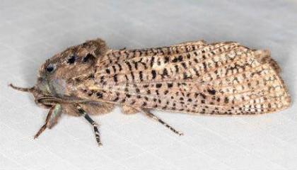 Endoxyla dictyoschema