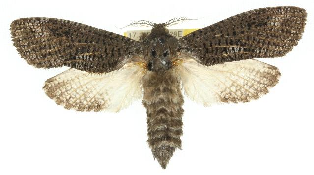 Endoxyla dictyoschema