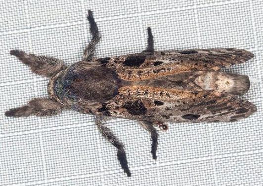 Sympycnodes digitata