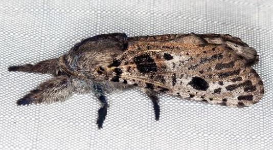 Sympycnodes digitata