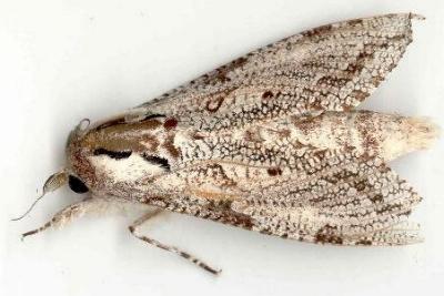 Trismelasmos donovani