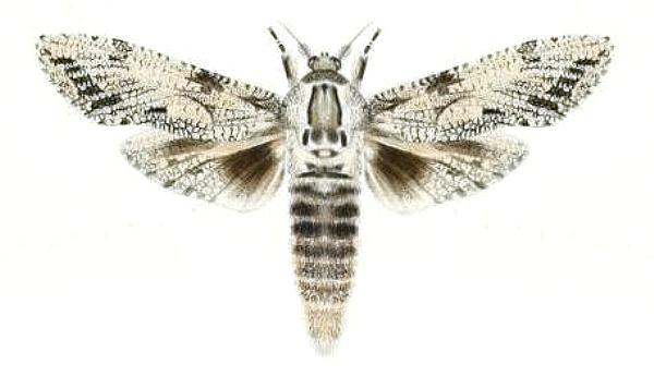 Trismelasmos donovani