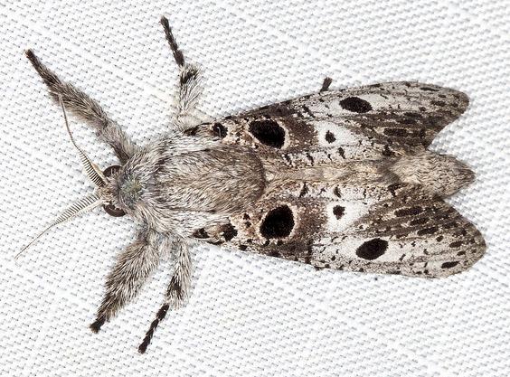 Sympycnodes dunnorum