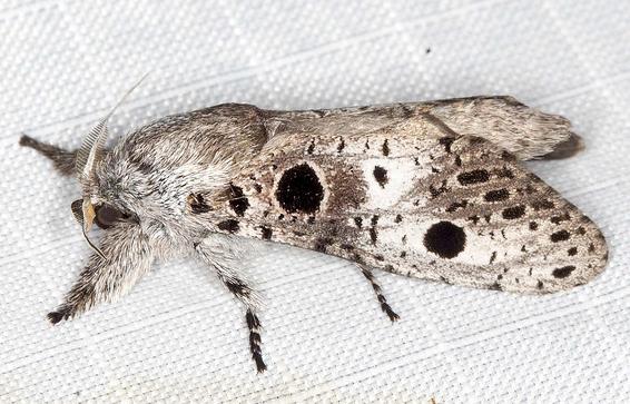 Sympycnodes dunnorum