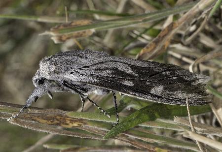 Endoxyla edwardsorum