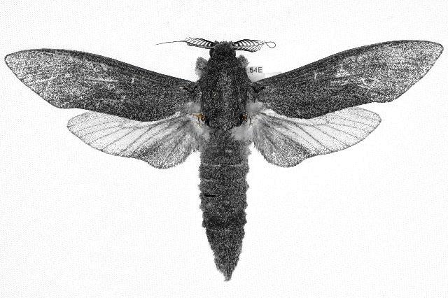 Endoxyla edwardsorum