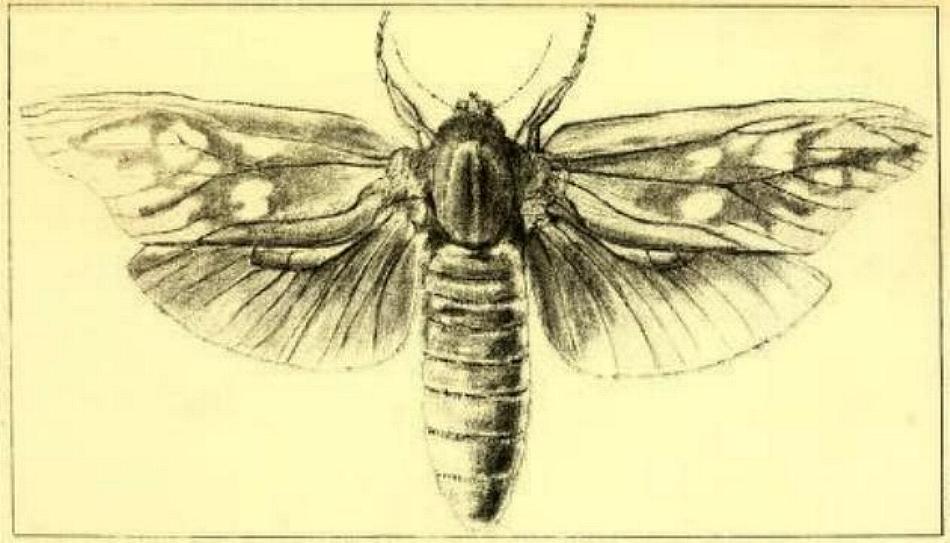Endoxyla edwardsorum
