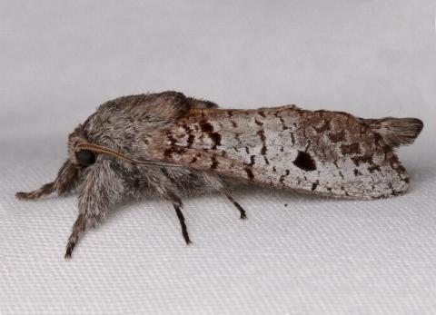 Sympycnodes epicycla