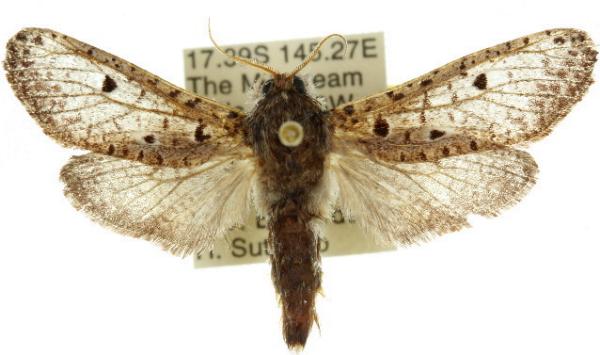 Sympycnodes epicycla