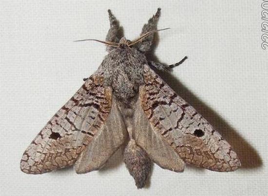 Sympycnodes epicycla