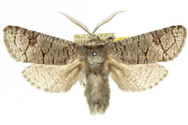 Zyganisus fulvicollis