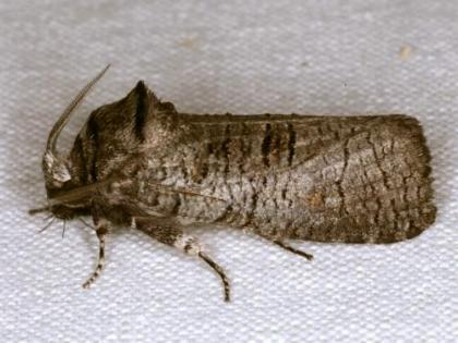 Culama glauca
